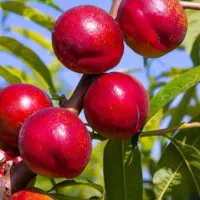 ریشه پرتقال تامسون|گل و گیاه طبیعی|ایلام, |دیوار