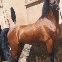 اسب دره شوری