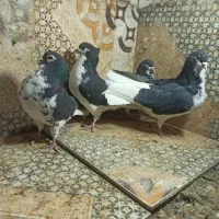 کبوتر شهری|پرنده|یزد, |دیوار