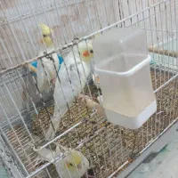 عروس هلندی معاوضعه با هدرز پژو