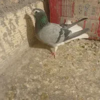 دمگیر‌ ماده خرقه کیپ کیپ