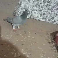 کفتر آلمانی|پرنده|تربت جام, میرقوام الدین|دیوار