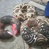 بالشتک پشت گردنی وبالشتک زیر