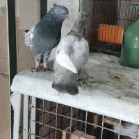 چند جفت بهبهونی خوب