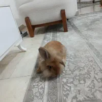 خرگوش لوپی نرو ماده باقفس