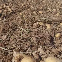 فروش همه نوع ارقام سیب زمینی|عمده‌فروشی|سردرود, |دیوار