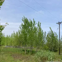 زمین مسکونی دو بر تجاری مسکونی