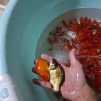 فروش ماهی قرمز/طعمه/شکاف/شکاری/|ماهی|لنگرود, |دیوار