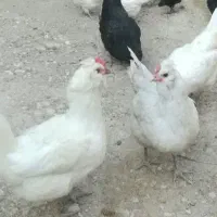 تخم مرغ محلی نطفه دار،نژاد ریشی