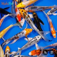 ماهی کوی ۱۰تا خرید ۱ هدیه