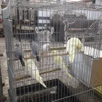 فروش عروس هلندی