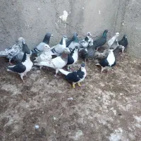 کبوتر پرشی|پرنده|اسفرورین, |دیوار