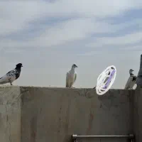 کبوتر