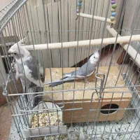 عروس هلندی با همه تجهیزات