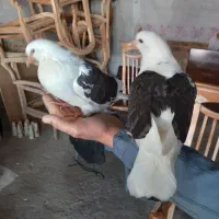 یک جفت کبوتر دستی سرلاکی