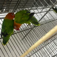 طوطی برزیلی