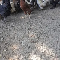 مرغ تخمگذار خوب سالم سر حال|حیوانات مزرعه|نجف‌آباد, نجف‌آباد|دیوار