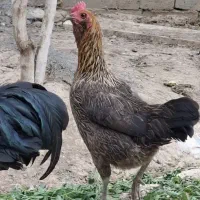 مرغ گلین ویه جوجه خروس ۳ماه