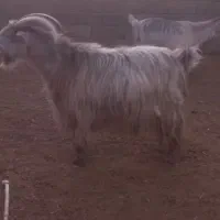 ۳ نر بز جلو رو|حیوانات مزرعه|شریفآباد, |دیوار