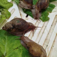 حلزون مولد|خزنده|شیراز, مسلم|دیوار