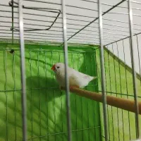 فنچ جامبو ماده فروشی