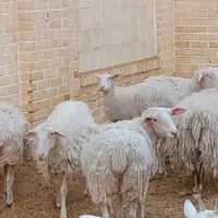 فروش بز سانن ومیش اسفریزین ومیش رومانف اسب وسگ