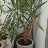 گل یوکا