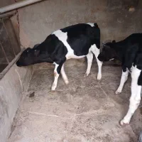 دوتا گوساله نر قطع شیر۱۱۰روزه جنسی عالی درجه یک