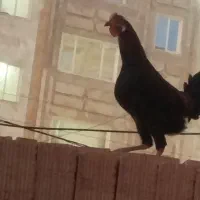 خروس گلین دو‌رگجوان