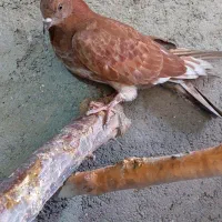 کفتر فروشی|پرنده|اردکان, |دیوار