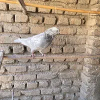 نر خال سرور