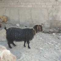 ۲۰راس بز جوان آبستن ۳راس زاییده|حیوانات مزرعه|اندیمشک, |دیوار