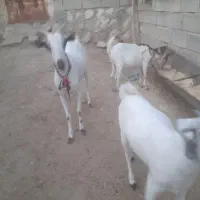 فروش تعدادی بزسانن