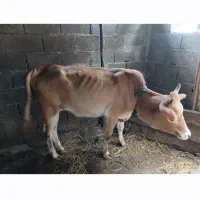 گاو ماده
