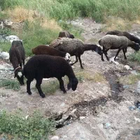 گوسفند زنده قربانی