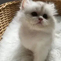 بریتیش بریتانیا مو بلند و مو کوتاه
