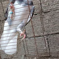 کبوتر پرشی