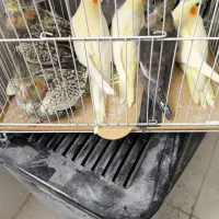 جوجه عروس هلندی