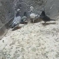 صید هوایی قره سینه طوقی سوسکی|پرنده|مشهد, شهید قربانی|دیوار