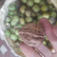 گردو|خوردنی و آشامیدنی|داران, |دیوار