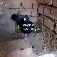 کبوتر پرنده