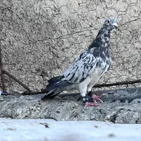 سرور|پرنده|بیرجند, |دیوار