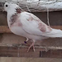 چند جفت کفتر هم جنس هم پرش|پرنده|تهران, شهرک ولیعصر شمالی|دیوار