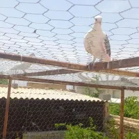 کبوتر پرشی