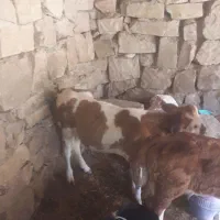 گوساله نرجنس|حیوانات مزرعه|مسجد سلیمان, |دیوار