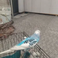 مرغ عشق  6تا دستی|پرنده|قرچک, مهدیه|دیوار