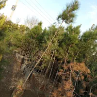 انواع گل و نهال|خدمات باغبانی و درختکاری|ماهدشت, |دیوار