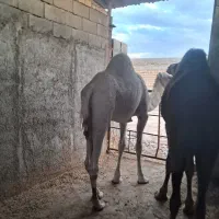 گوشت شتر تازه .فروش عمده . شتر زنده موجود