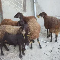 شیشک میش هترو همو و شیشک میش غزل افشاری