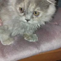 گربه